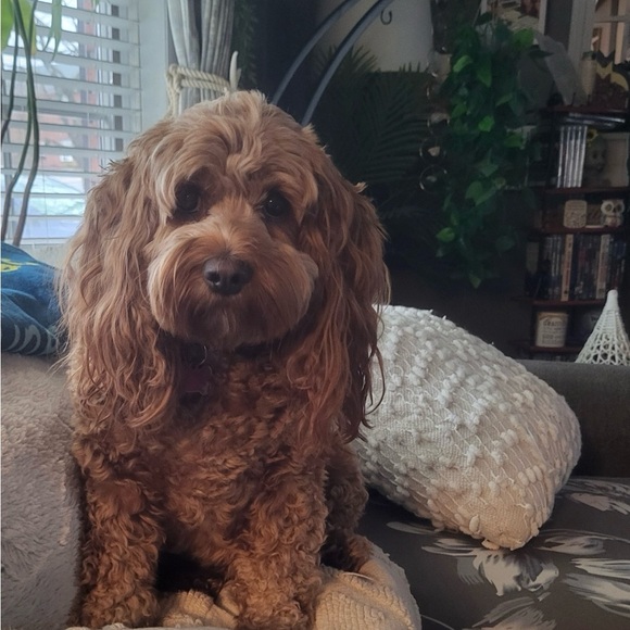 Meet your Posher, Elizabeth - Picture 3 of 14